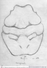 Historische Skizze/Zeichnung von Longodromites ovalis (Moericke, 1897) (NHMW-AFW-GEO-BACHMAYER-FOTO-1990-0041-0230)